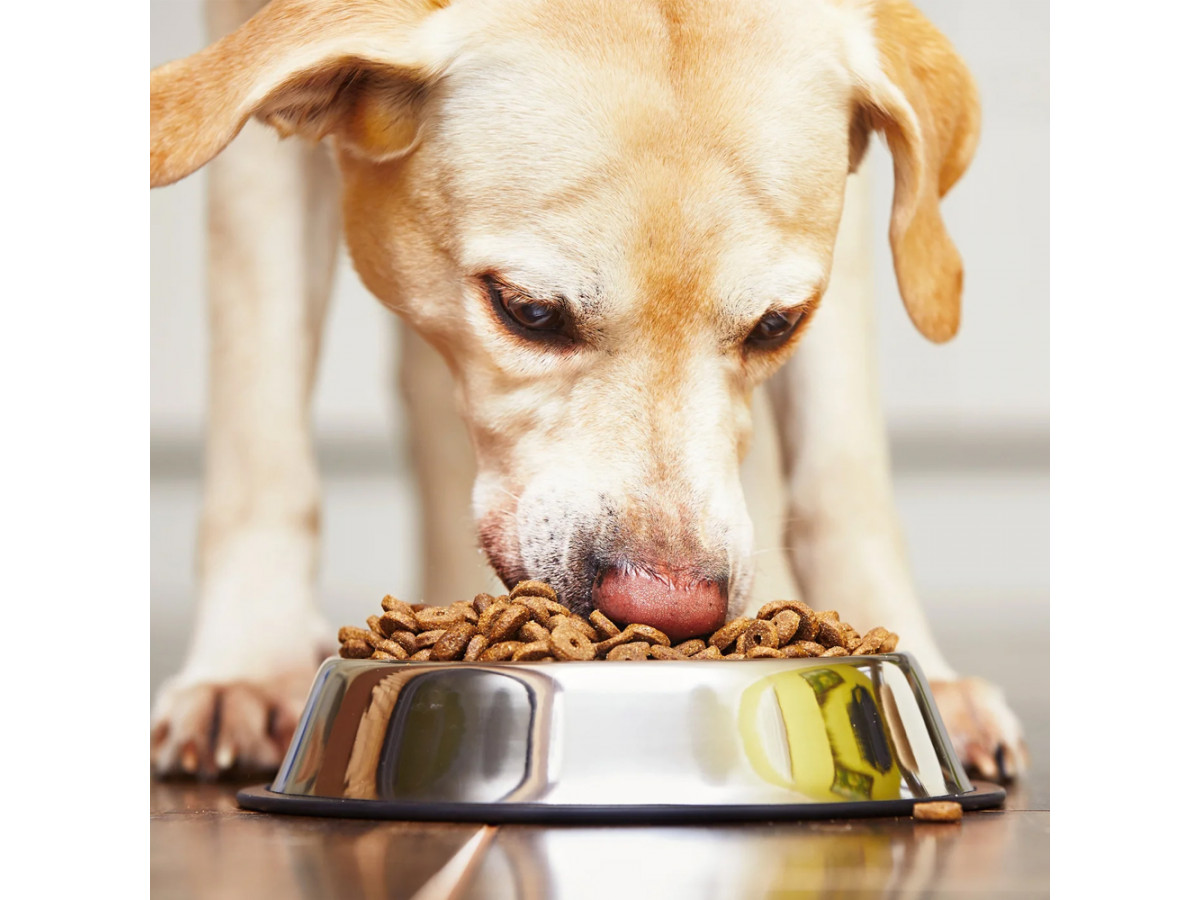 Чувствительное пищеварение у собак