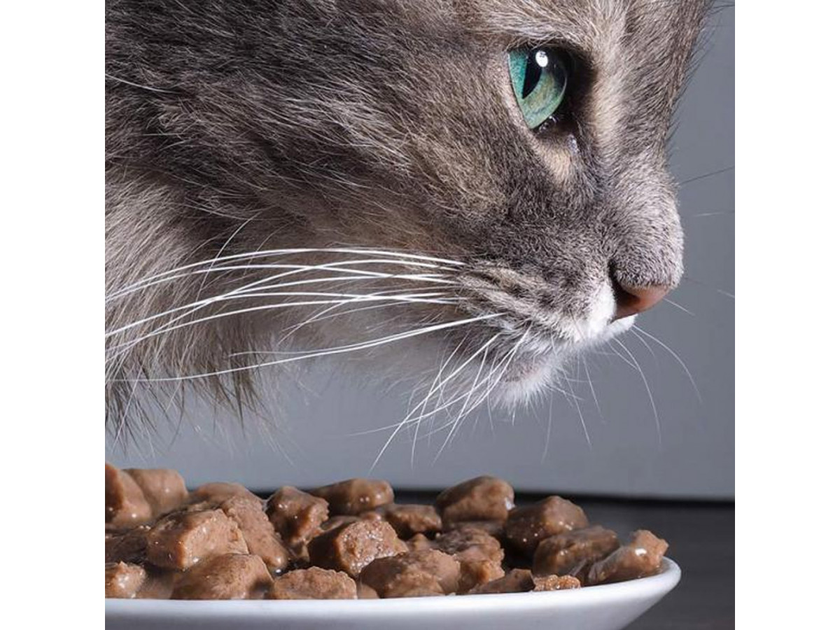 Какой корм для кошки выбрать сухой или влажный?