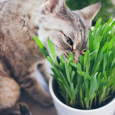Как перевоспитать кошку не лезть к комнатным растениям