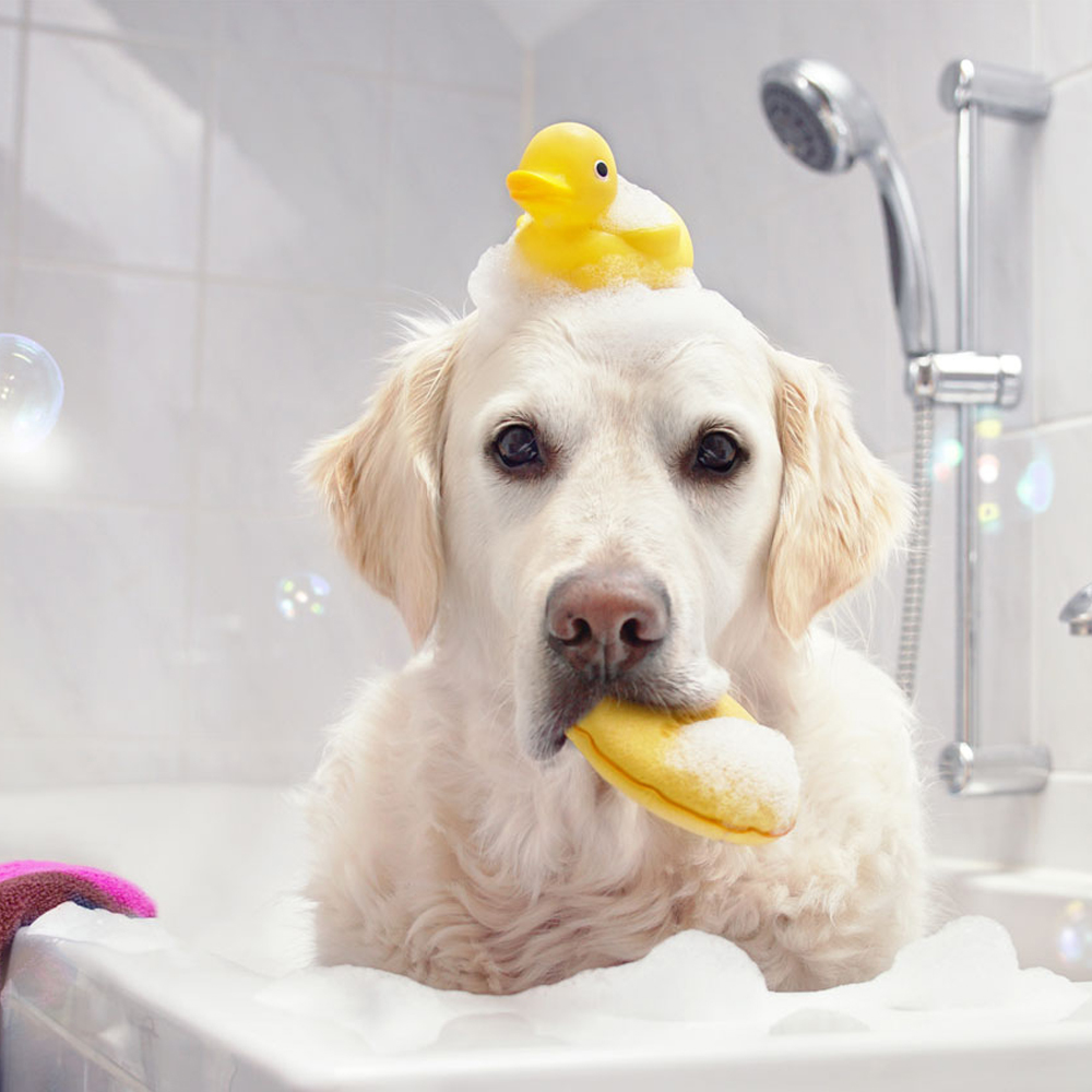 Правильное мытье собаки