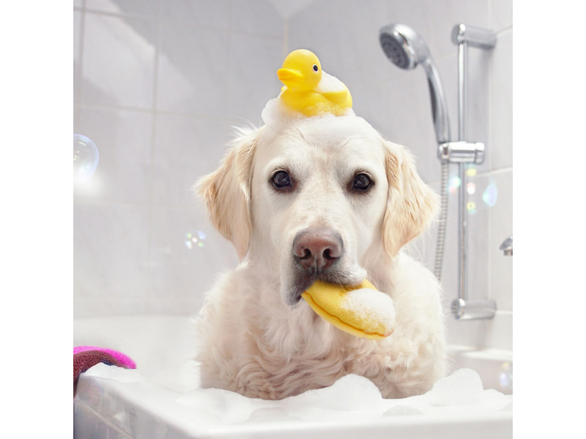 Правильное мытье собаки