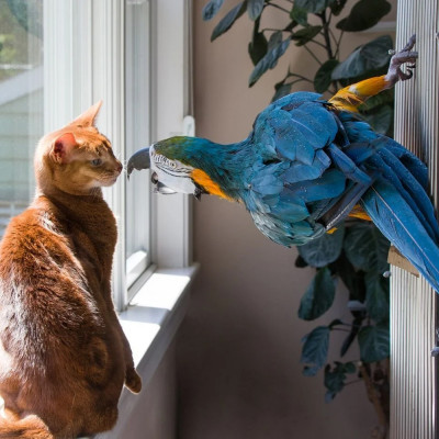 Как подружить кота и попугая?