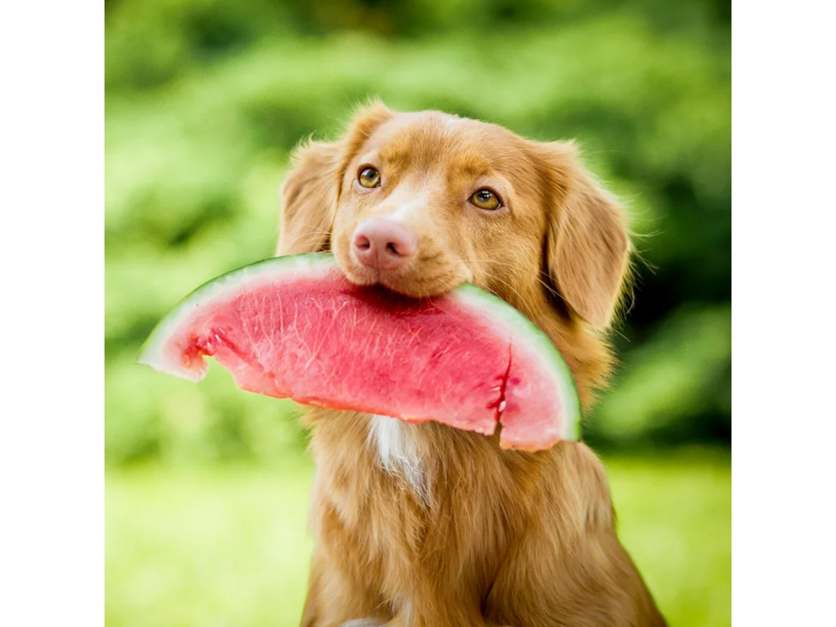 Какие фрукты и ягоды можно собакам?