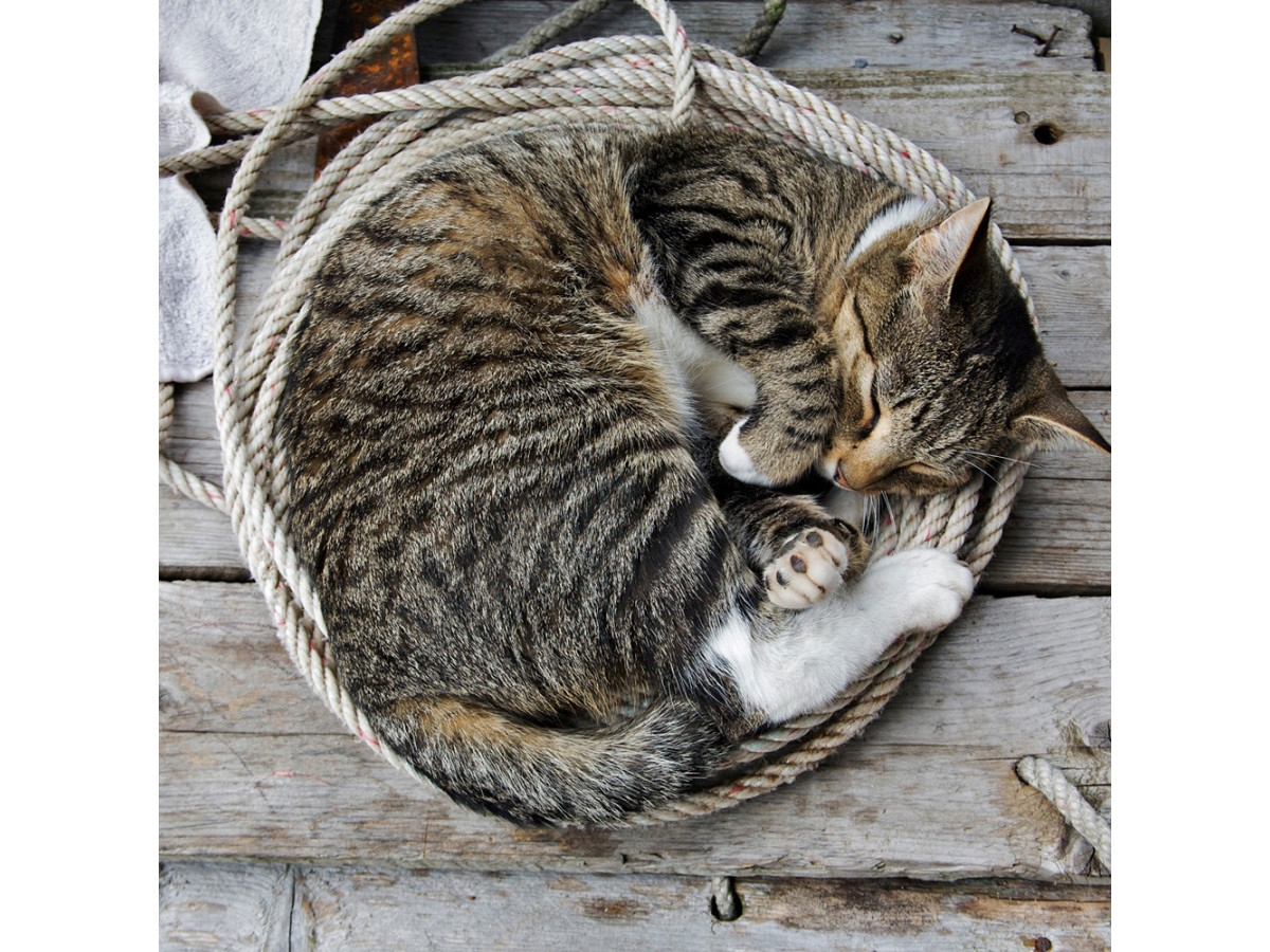 Сколько часов спят коты и кошки в сутки?