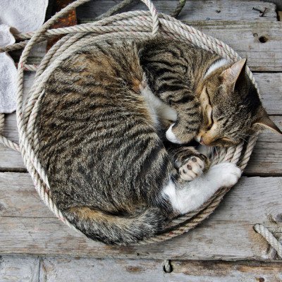 Сколько часов спят коты и кошки в сутки?