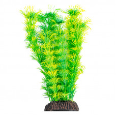 Растение Амбулия жёлто-зеленая, 200мм, Laguna