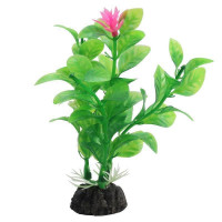 Растение Незея цветущая зеленое/розовое, 200мм, Laguna