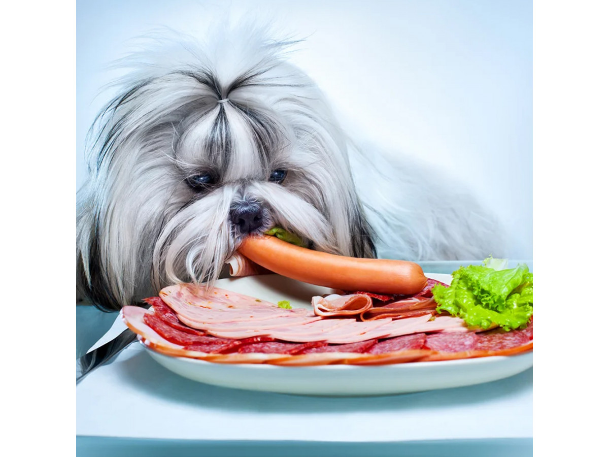 Как правильно кормить собаку?