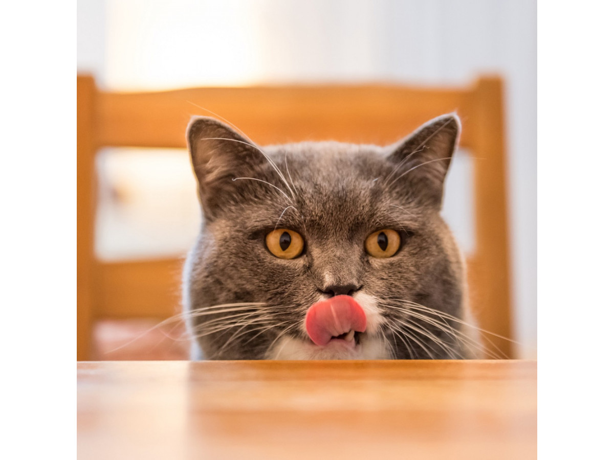 Почему кошка постоянно просит есть?