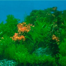 Тритон декорация глубоководные водоросли 30см 1м