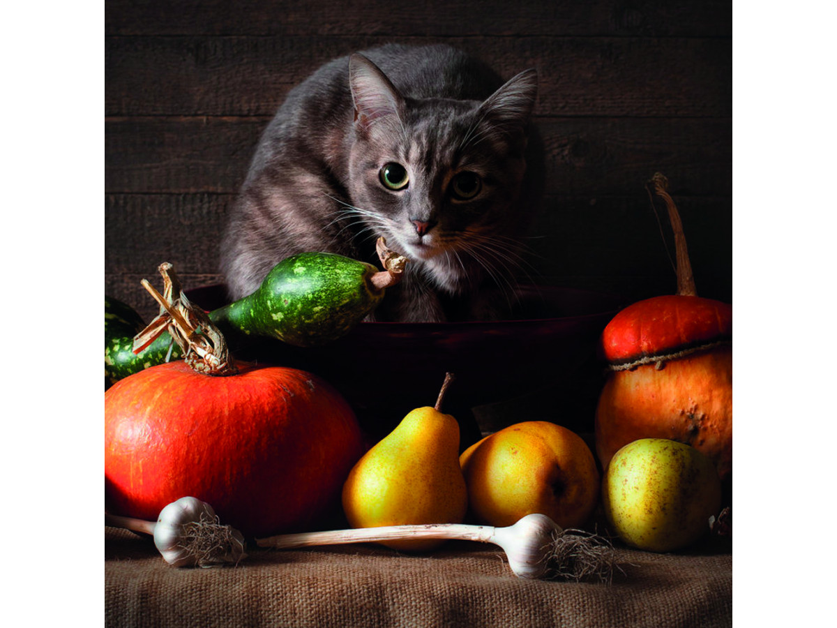 Можно ли кошку кормить овощами