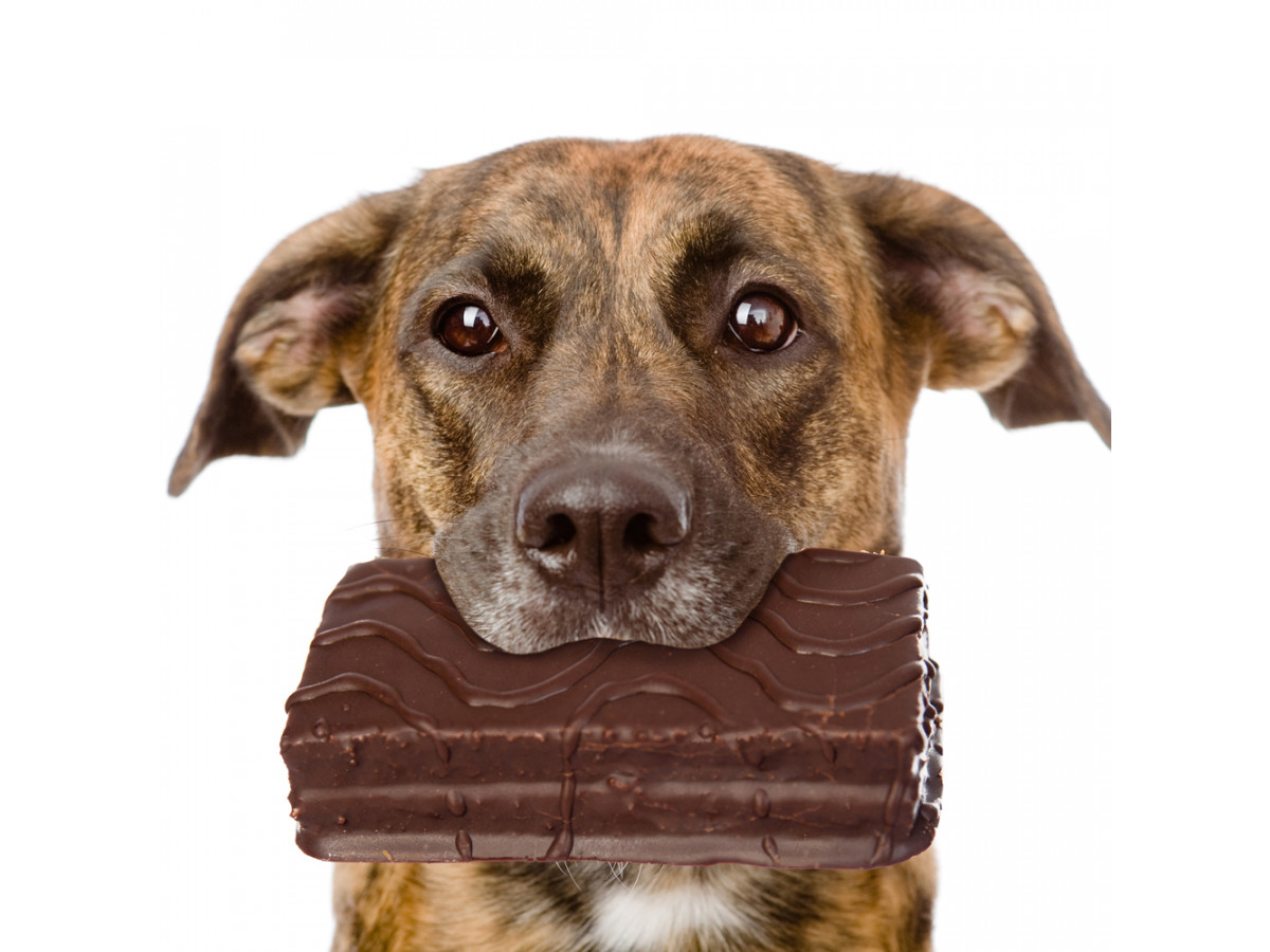 Почему собакам нельзя есть шоколад?